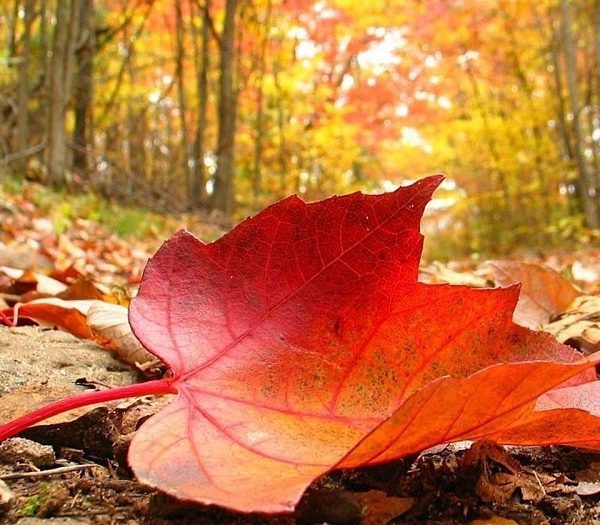 بهترین مکان ها برای عکاسی در پاییز