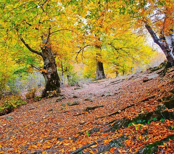 سفر پاییزی به جنگل الیمستان؛ طلسم سبز و مه‌آلود مازندران